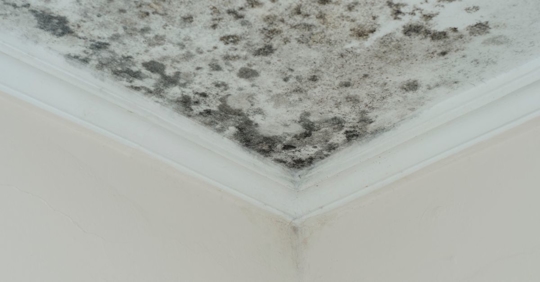 mold growth